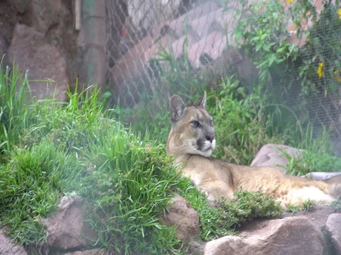 Andean Puma lying down Stock Footage 77135486