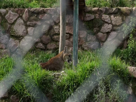 Andean Puma, Peru Stock Footage 76925955