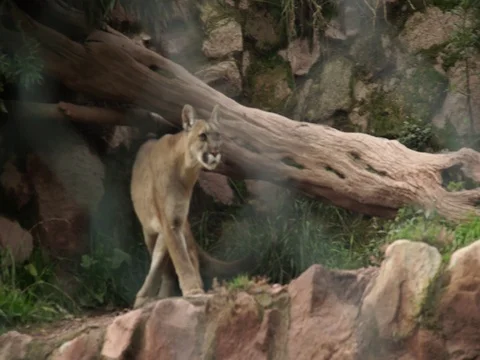 Andean Puma sit down Stock Footage 77135229
