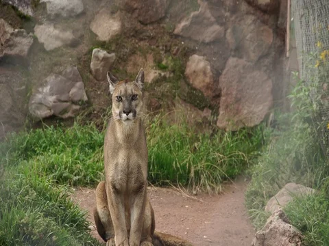 Andean Puma sitting Stock Footage 77135318