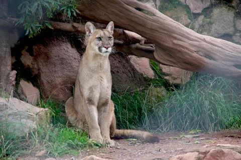 Andean Puma2 Stock Photos