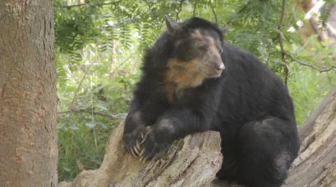 Andean (Spectacled) bear Video stock 8607604