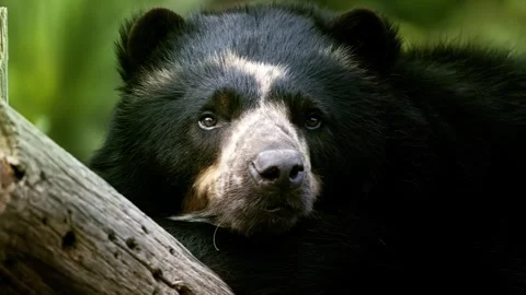 Andean spectacled bear resting behind log in tropical forest habitat. Stock-Footage 341070030
