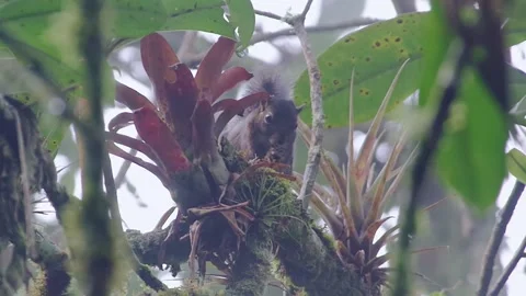 Andean squirrel (sciurus pucheranii). Endemic squirrel eating fruits Stock Footage 179011325
