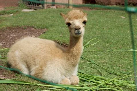 Andean Vicuna Stock Photos