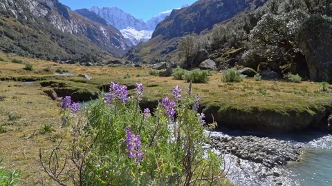 Andean wildflowers Stock Footage 73273066