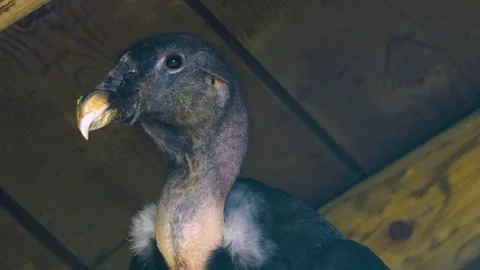 An andes condor  Stock Footage 274240059