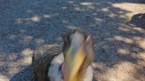  an andes condor walking Stock Footage 274222932