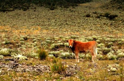 Andes Cows Stock Photos