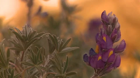 Andes flower Stock Footage 40842787