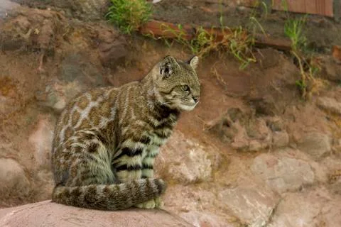 Andes Mountain Cat Stock Photos