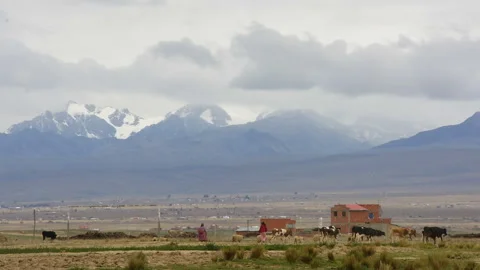 Andes Mountains and cows Stock Footage 272284191