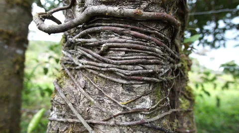 Andes Rainforest Vine Tree Dolly Stock Footage 53786655