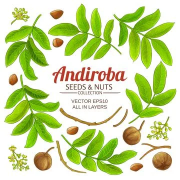 Andiroba elements vector set on white background Stock Illustration