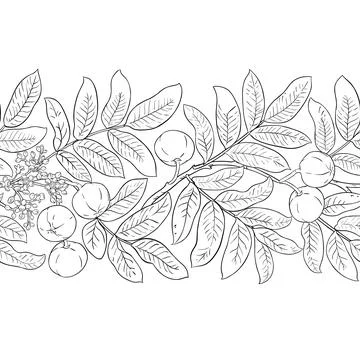 Andiroba Outline Horizontal Seamless Pattern. Stock Illustration