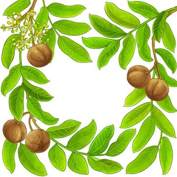 Andiroba vector frame on white background Stock Illustration