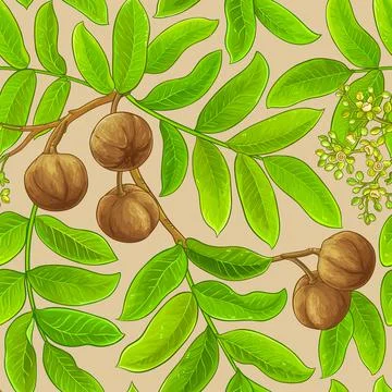 Andiroba vector pattern on color background Stock Illustration