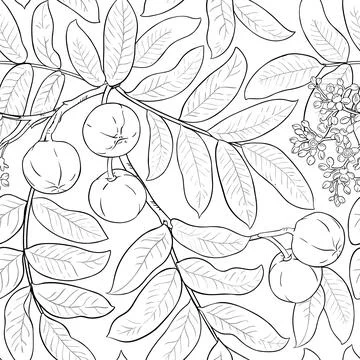 Andiroba vector pattern on white background Illustrazione stock