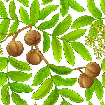 Andiroba vector pattern on white background Stock Illustration