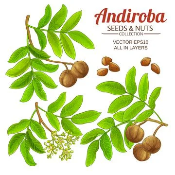 Andiroba vector set on white background Stock Illustration