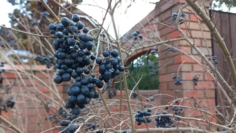 Andrei Radinskii Stock-Footage 171477268