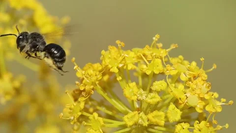 Andrena bee flies between flowers of Thapsia villosa plant Stock Footage 311186575