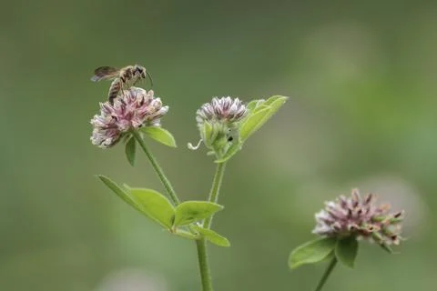 Andrena bee taking off from a starry clover flower Trifolium stellatum Foto stock