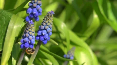 Andrena fulva – the tawny mining bee, visiting grape hyacinth. Stock Footage