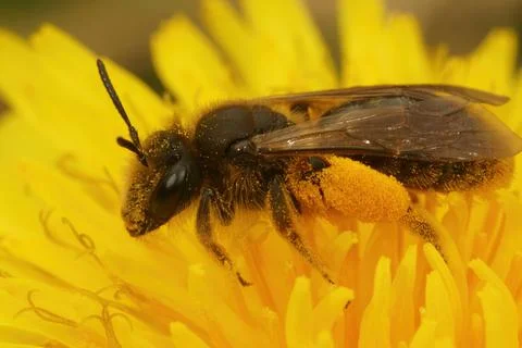 Andrena humilis is a specialist mining bee on dandelions Stock Photos