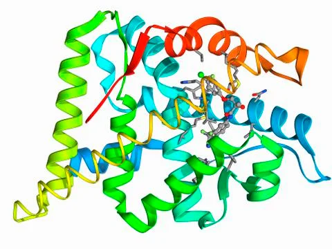 Androgen receptor and modulator Stock Illustration