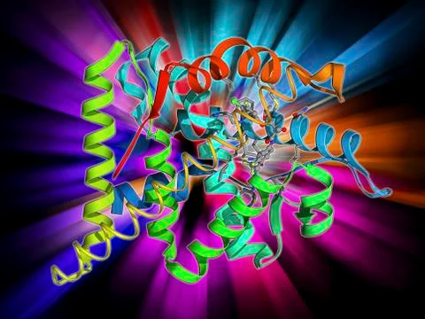 Androgen receptor and modulator Stock Illustration