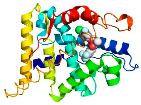 Androgen receptor, molecular model Stock Illustration