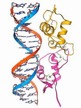 Androgen receptor, molecular model Stockillustratie