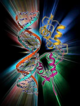 Androgen receptor, molecular model Stockillustratie