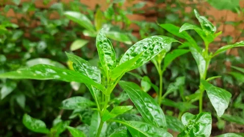 Andrographis paniculata (chireta,where) plants. Stock Footage 139668523