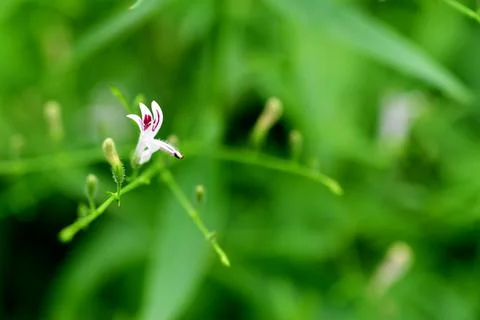 Andrographis paniculata, commonly known as creat or green chiretta. Stock Photos