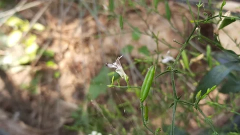 Andrographis paniculata flower. Stock Footage 149108818