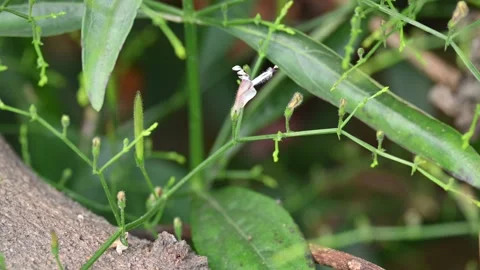 Andrographis paniculata flower. Stock Footage 299838824