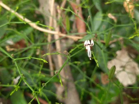Andrographis paniculata flower. Stock Photos