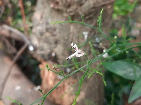 Andrographis paniculata flower. Stock Photos