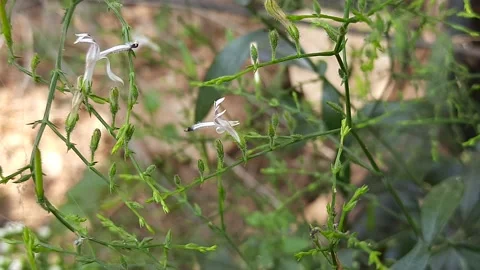 Andrographis paniculata flowers. Stock Footage 149108790