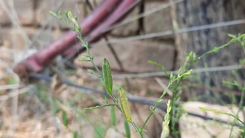 Andrographis paniculata fruit. Stock Footage 149108813