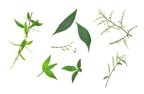 Andrographis paniculata isolated on a white background. Stock Photos