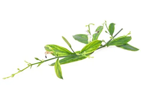 Andrographis paniculata isolated on a white background. Stock Photos