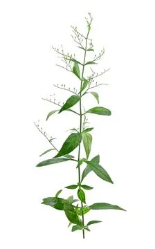 Andrographis paniculata isolated on a white background. Stock Photos