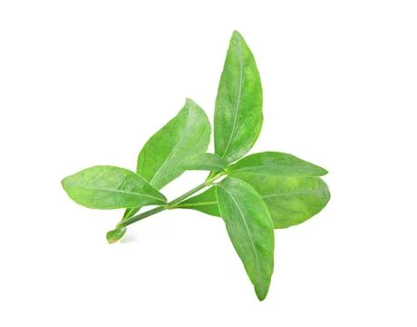 Andrographis paniculata isolated on a white background Stock Photos
