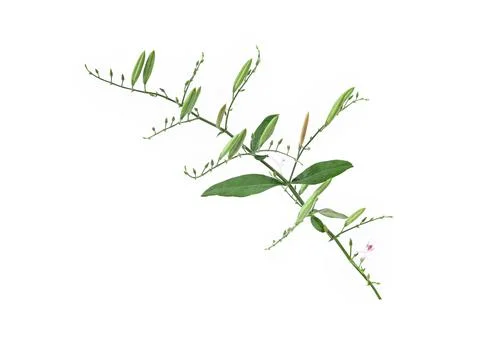 Andrographis paniculata isolated on a white background. Stock Photos