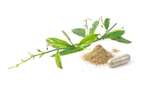 Andrographis paniculata isolated on a white background. Stock Photos