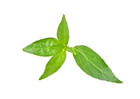 Andrographis paniculata isolated on a white background Stock Photos