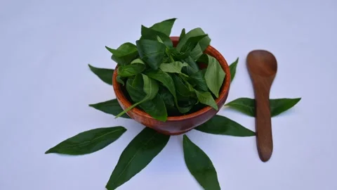 Andrographis paniculata leaves. Stock Footage 290100560